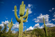 Towering Cactus