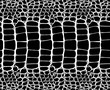© innakos - Snake skin pattern texture repeating seamless monochrome black & white. Vector. Texture snake. Fashionable print. Fashion and stylish background