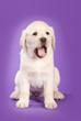 Gähnender Labradorwelpe auf lila Hintergrund