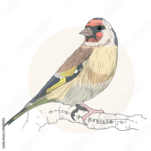 Fotografía Goldfinch bird color vector