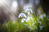 Zbliżenie na przebiśniegi z naturalnym rozmyciem i promykiem słońca, znak nadchodzącej wiosny