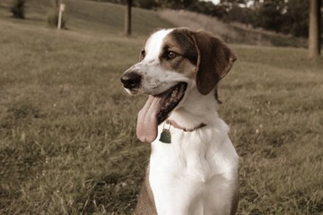 Wall Mural - HANDSOME HOUND DOG