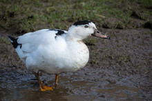 White Black Duck In The Mud Close Up