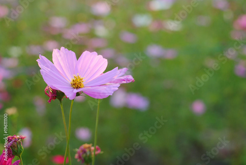 Cosmos Flowers Nature Background Wallpaper Green Garden