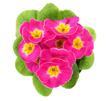 Pink Primula Polyanthus Isolated On White. Top View. Spring Primroses Flowers
