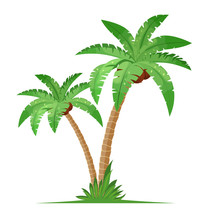 Two Coconut Palm Trees With Grass
