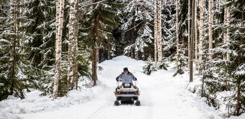 Wall Mural - A man is riding a snowmobile in the winter forest