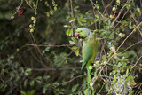 Fototapeta Londyn - Rose-ringed parakeet (parrot) MAIL eating on tamrind tree in Djibouti East Africa