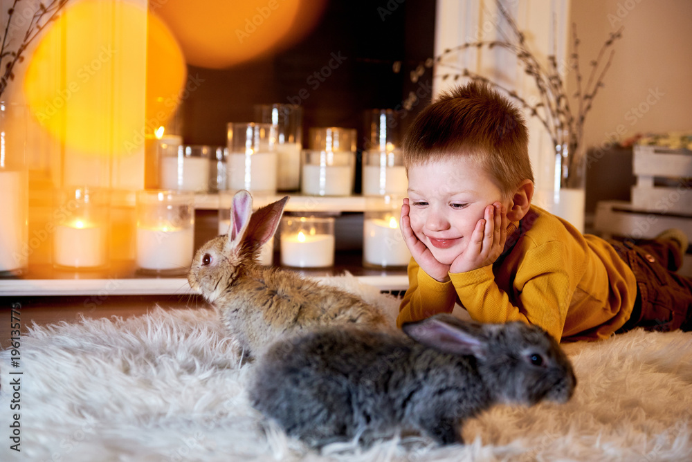 Cute little boy playing with grey rabbits. Blue eyed cute boy llooking ...