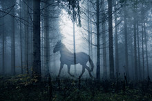 Horse In The Fantasy Dark Fairy Tale Forest Landscape. Double Exposure Technique Used.