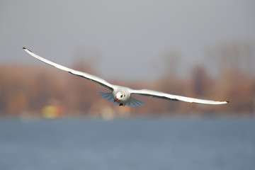  Black-headed gull flying towards camera against blurry background