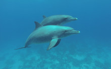 Two Dolphins Swimming In The Sea.