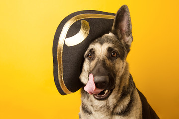 dog pirate - Eastern European shepherd dressed in a pirate ha on