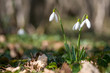 © diyanadimitrova - Spring snowdrop flowers blooming in sunny day