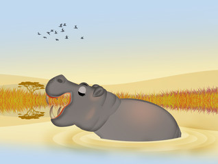 Wall Mural - hippopotamus with an open mouth in the pond