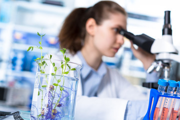 Sticker - technician in the laboratory of plant genetics investigates the sprout of soybean