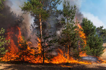 Wall Mural - Forest fire. Burned trees after forest fires and lots of smoke