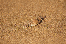 Small Crab Camouflaged On The Beach Sand