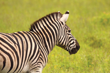 Wall Mural - Zebra in the African bush