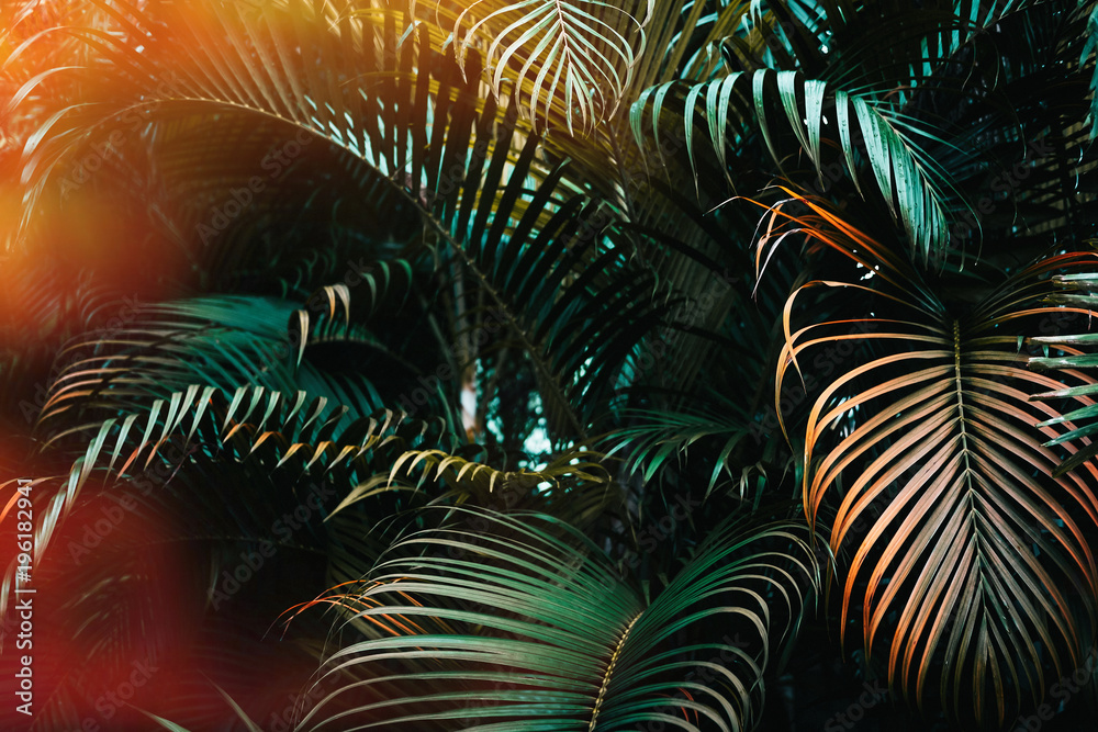 Deep dark green palm leaves pattern with bright orange sun flare effect. Creative layout, toned, horizontal - obrazy, fototapety, plakaty 