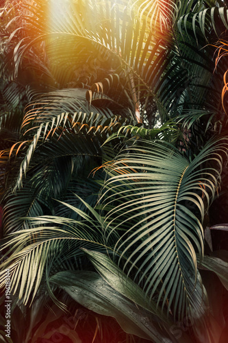 Foto-Plissee zum Schrauben - Deep dark green palm leaves pattern with bright orange sun flare effect. Creative layout, toned, vertical (von Iuliia)
