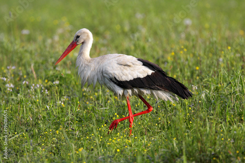  Fototapety Bocian   pojedynczy-ptak-bocian-bialy-na-trawiastej-lace-w-okresie-legowym-wiosny