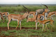 Grant's Gazelle - Nanger Granti, Small Fast Antelope From African Savanna, Tsavo National Park, Kenya.