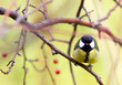© elmina - The Great tit (Parus major) sits on a branch of an apple tree. A bird with a yellow belly and a black-and-white head poses in the wild. Horizontal image.