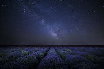 the milky way galaxy rising above lavender field