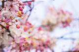 Pink cherry blossom on bokeh background with copy space..
