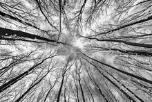 Monochrome Photo Of A Grunge Forest With Trees And Branches Seen From Below Upwards During Winter
