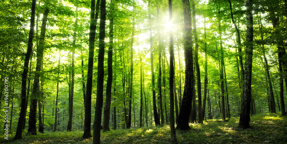 Obraz na płótnie forest w salonie