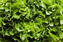Green Curly Lettuce On Table