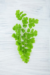 Wall Mural - fresh green maidenhair fern leaves close up on white can be used as background