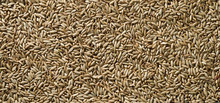Texture Of Ripe Dry Rye Grains.