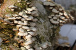 Liczne małe białe grzyby na brzozie