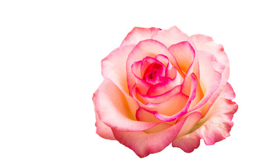 Wall Mural - pink rose isolated
