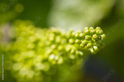 Fotografía Jeune inflorescence de raisin blanc dans les vignes en Alsace