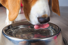 Beagle Dog Drinking Water