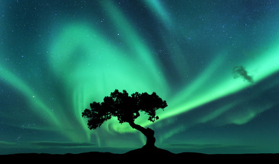 Wall Mural - Aurora borealis and silhouette of a tree on the hill. Aurora. Green northern lights. Sky with stars and polar lights. Night landscape with bright aurora, tree, dark sky. Nature background. Concept