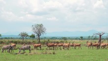 A Herd Of Eland Antelopes And Zebras Move Along The Green Grass Of The African Savannah With Trees And Mountains In The Background. Mikumi National Park, Tanzania.