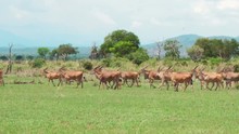A Herd Of Eland Antelopes Move Along The Green Grass Of The African Savannah With Trees And Mountains In The Background. Mikumi National Park, Tanzania.