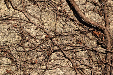 Creepy brown dead vine closeup texture with cemetery background