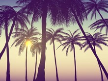 Summer California Tumblr Backgrounds Set With Palms, Sky And Sunset. Summer Placard Poster Flyer Invitation Card.