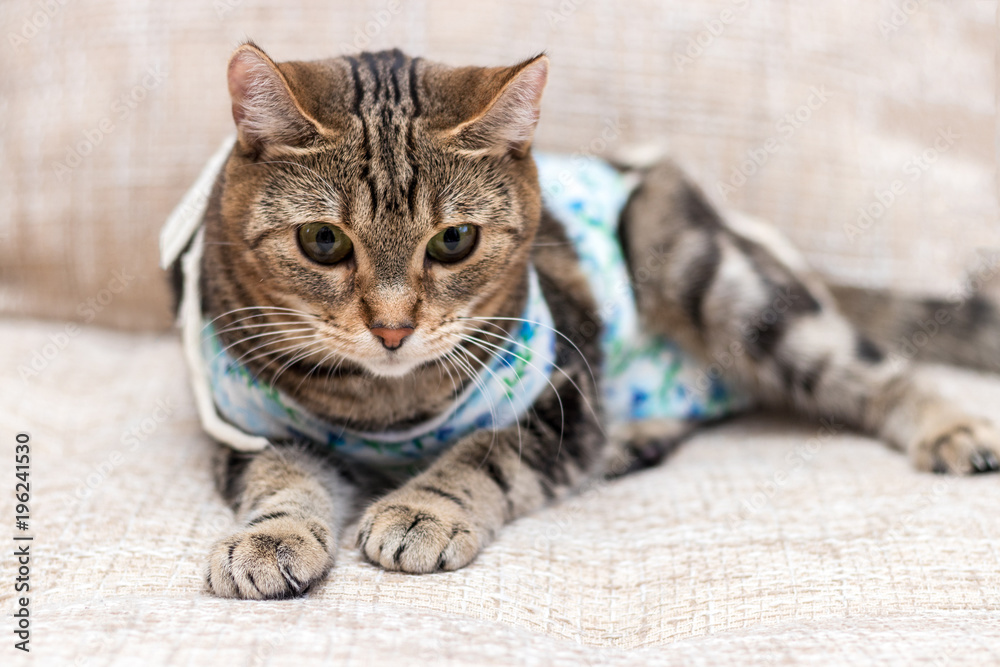 Cat with bandages recovers after surgery with gloomy expression - obrazy, fototapety, plakaty 