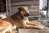 Fototapeta Tulipany - Dog on chain lies near wooden kennel
