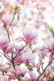 Fototapeta Łazienka - Close up of magnolia blossoms with blurred background and warm sunshine