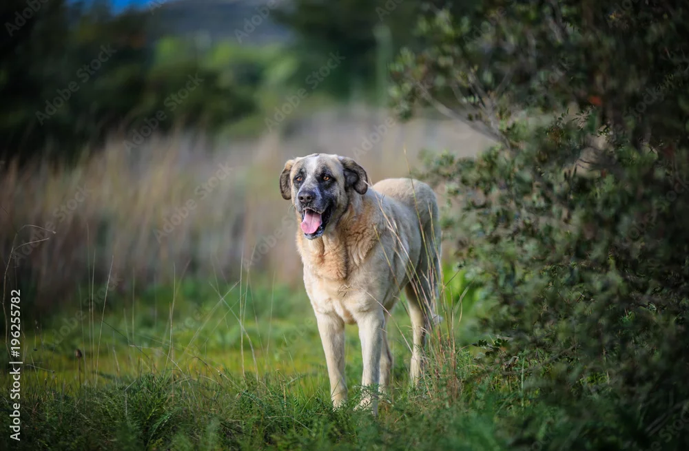 Portuguese Mastiff in countryside