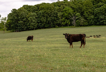 Wall Mural - Thin commerical Angus cows