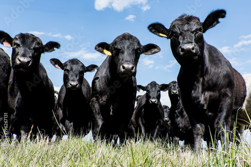 Fotografía Black Angus herd - low angle